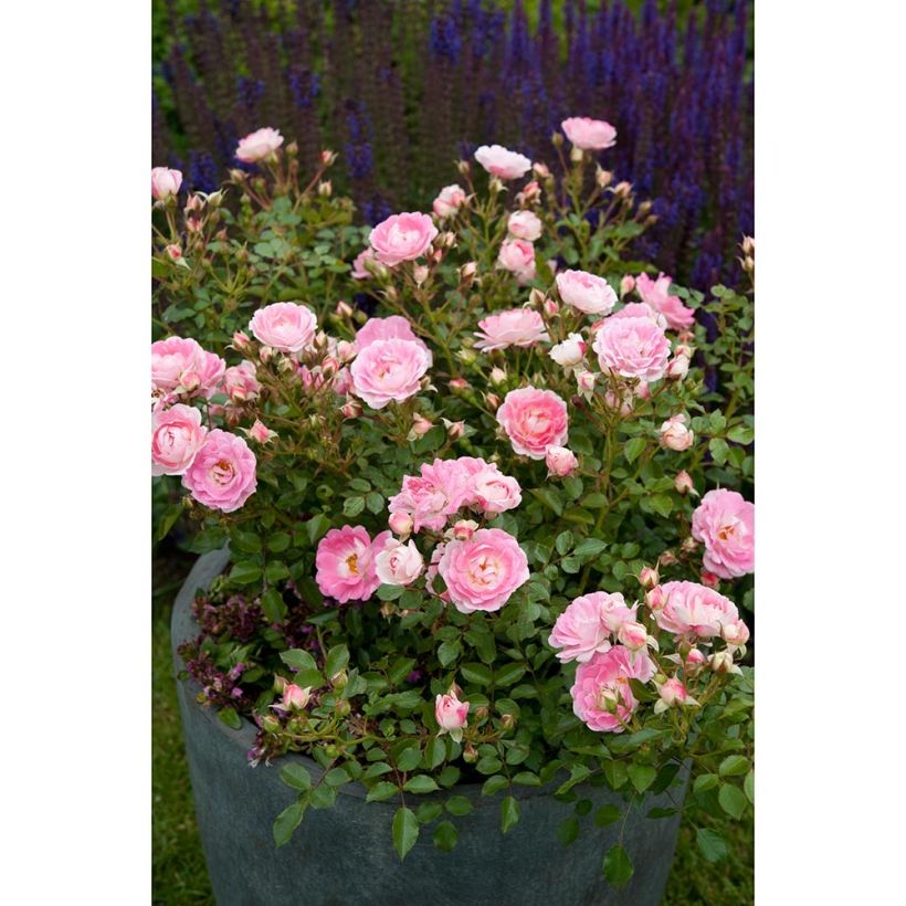 Rosa tappezzante Lilliputs Flirt 2011 (Plant habit)