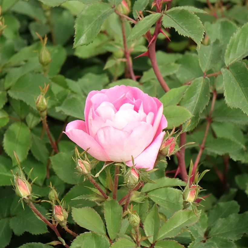 Rosa tappezzante Meillandecor Pink Chantilly Meilevire (Fioritura)