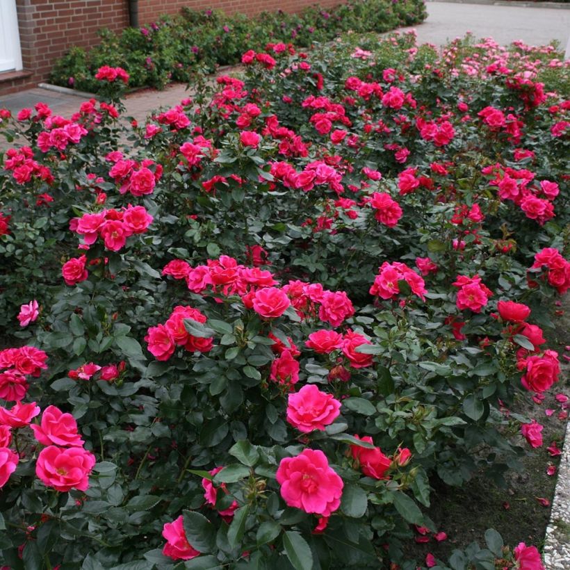 Rosa polyantha Nectar Garden Chabadabada (Plant habit)