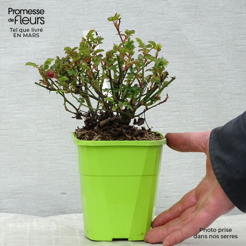 Rosa polyantha Nectar Garden Alexander von Humboldt Vaso da 3L/4L esemplare consegnato in inverno