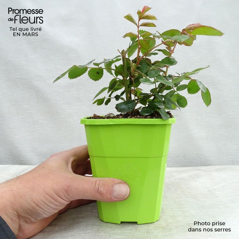 Example of Rosa polyantha Nectar Garden Chabadabada Vaso da 3L/4L as you get in printemps
