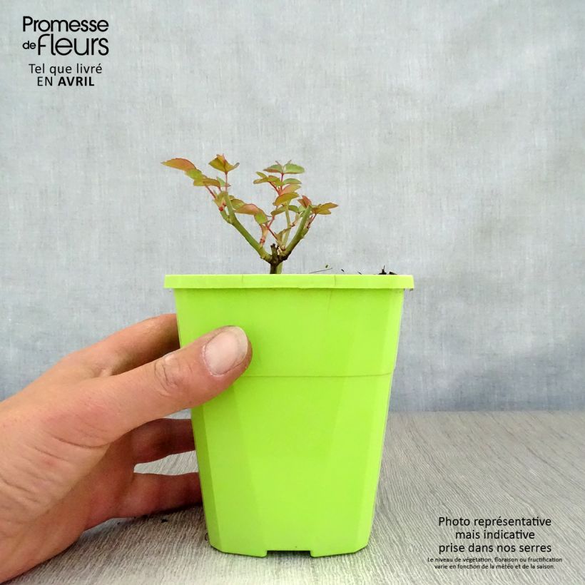 Rosa polyantha Nectar Garden Escimo Vaso da 4L/5L esemplare consegnato in primavera