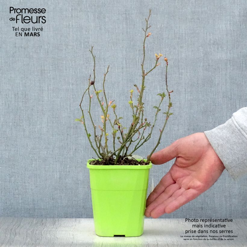 Example of Rosa polyantha Nectar Garden Lilliput Lupo Vaso da 3L/4L as you get in printemps