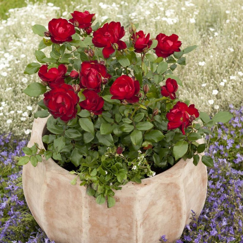 Rosa polyantha PATIO ROSE Milano (Porto)