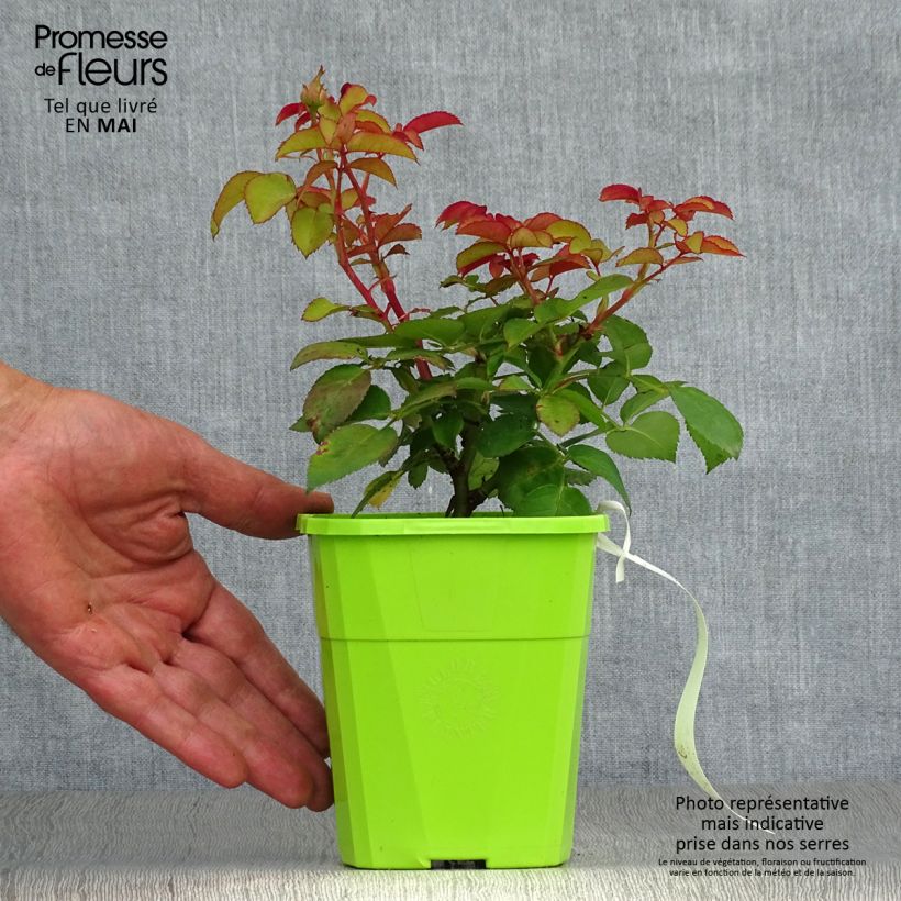 Rosa polyantha PARFUMA Baronne Caroline Vaso da 4L/5L esemplare consegnato in primavera