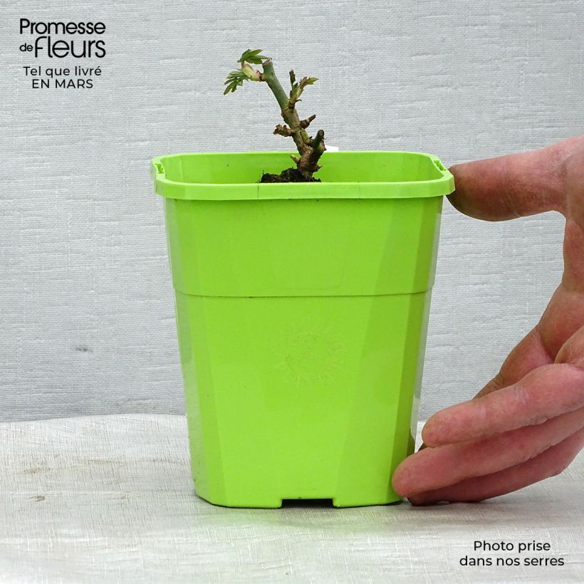 Rosa polyantha PARFUMA Catherine de Medicis Vaso da 3L/4L esemplare consegnato in inverno