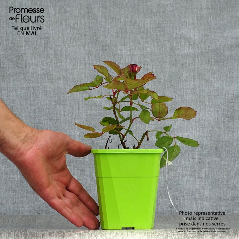 Example of Rose a cespuglio Parfuma Comtesse Marie Henriette Vaso da 4L/5L as you get in printemps