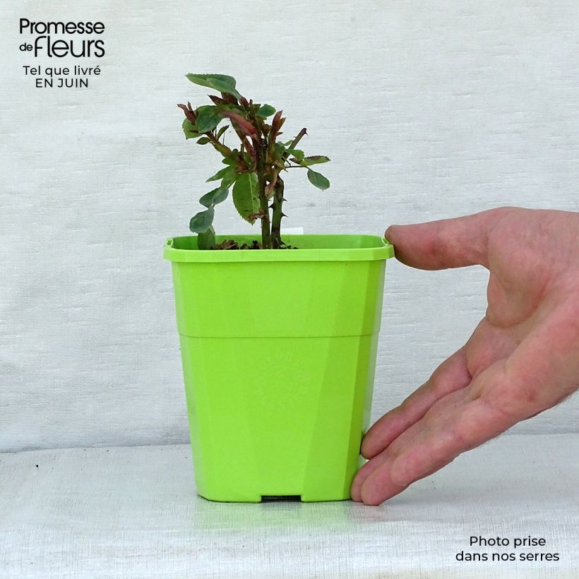 Example of Rosa polyantha PARFUMA Constance Mozart Vaso da 1,5L/2L as you get in ete