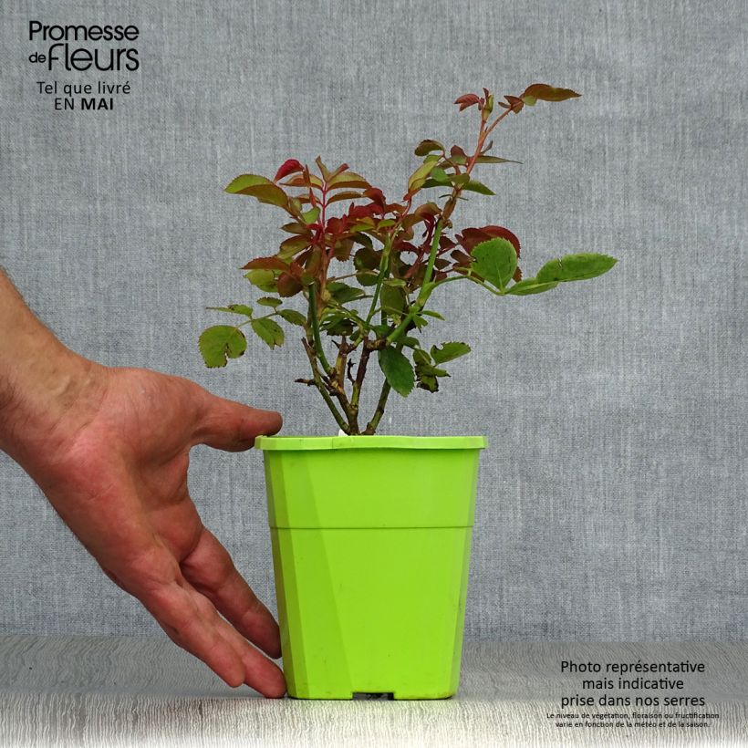 Example of Rosa polyantha PARFUMA Duchesse Christiana Vaso da 3L/4L as you get in printemps