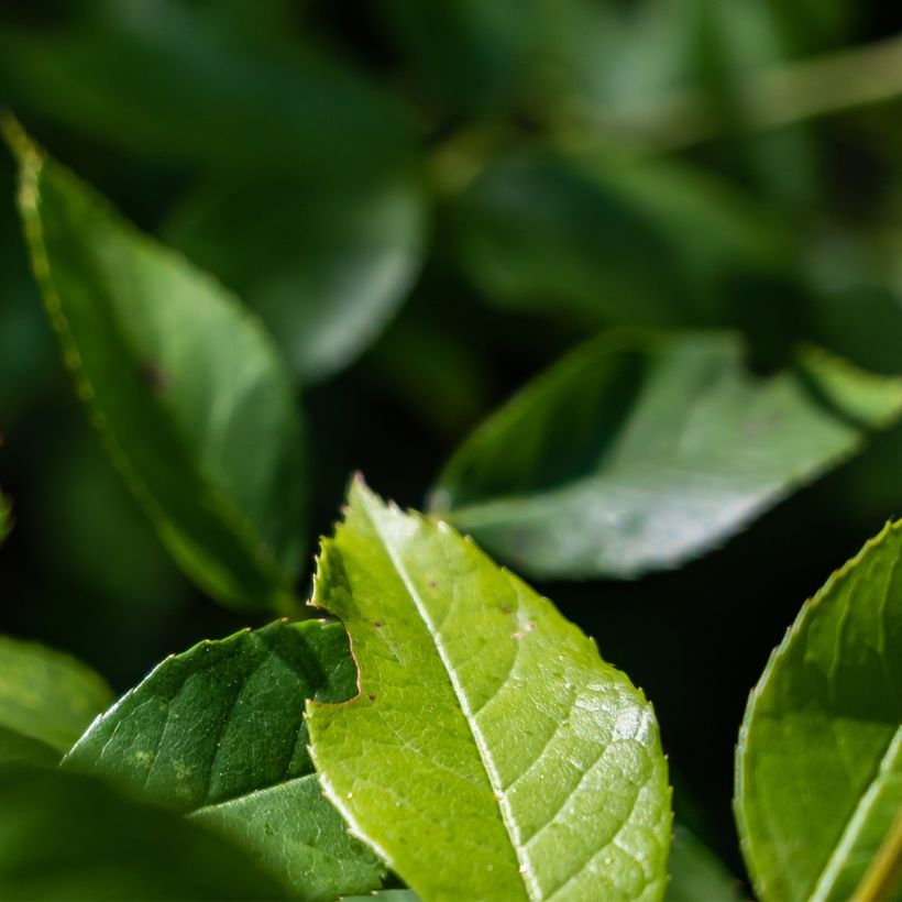 Rosa polyantha PATIO ROSE Baby Icebergl (Fogliame)