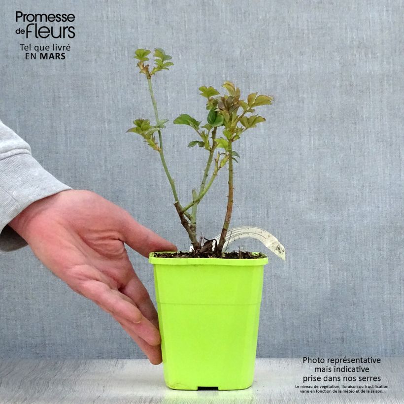 Rosa polyantha PATIO ROSE Cherry Girl Vaso da 1,5L/2L esemplare consegnato in primavera