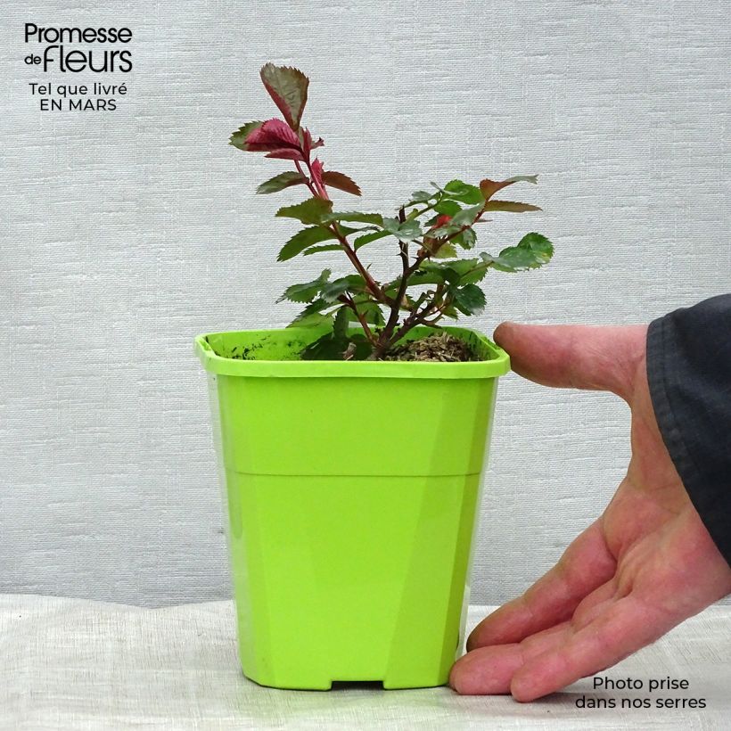Example of Rosa PATIO ROSE Impala KORsternfue - Rose ibrida di tea Vaso da 3L/4L as you get in printemps
