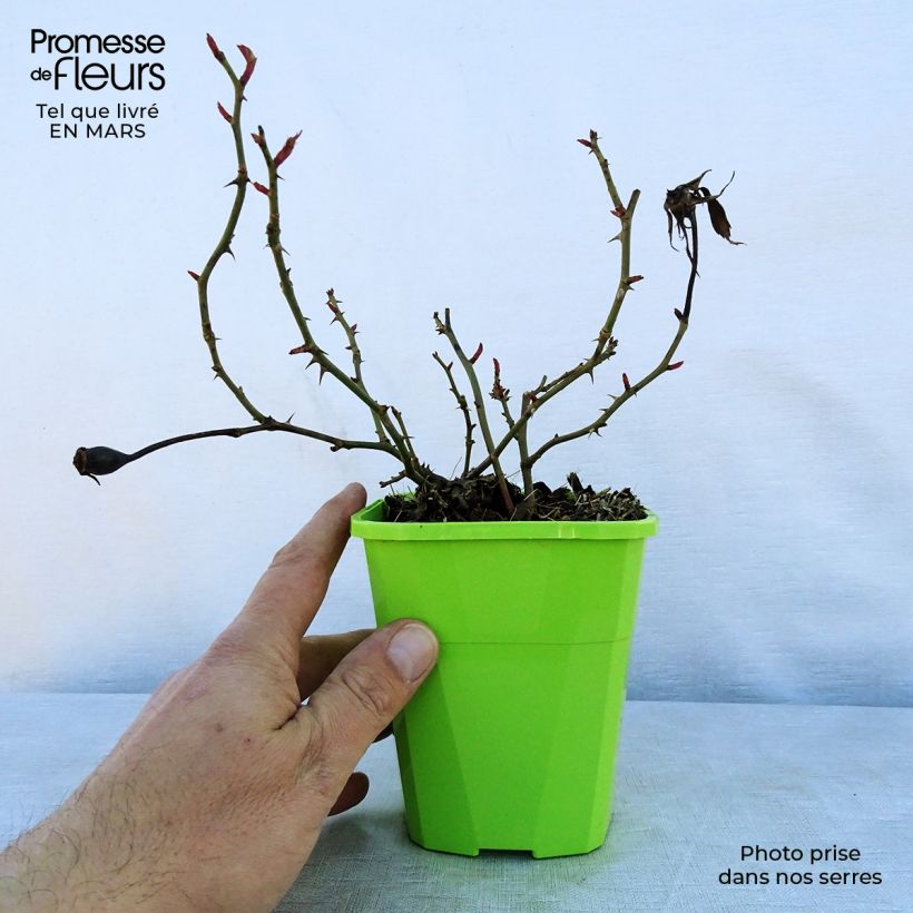 Rosa polyantha PATIO ROSE Milano Vaso da 1,5L/2L esemplare consegnato in primavera