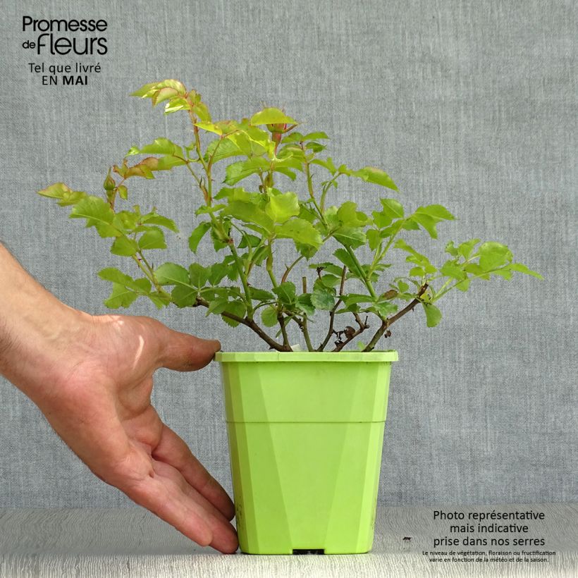 Rosa polyantha PATIO ROSE Moin Moin Vaso da 3L/4L esemplare consegnato in primavera