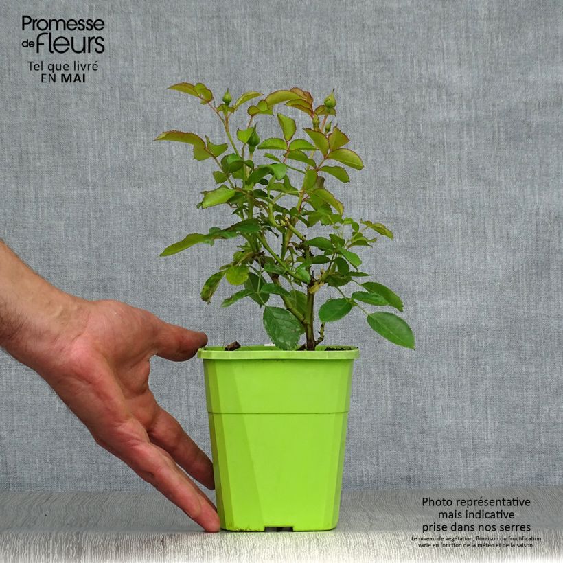 Rosa polyantha PATIO ROSE Nautica KORcharblo Vaso da 1,5L/2L esemplare consegnato in primavera