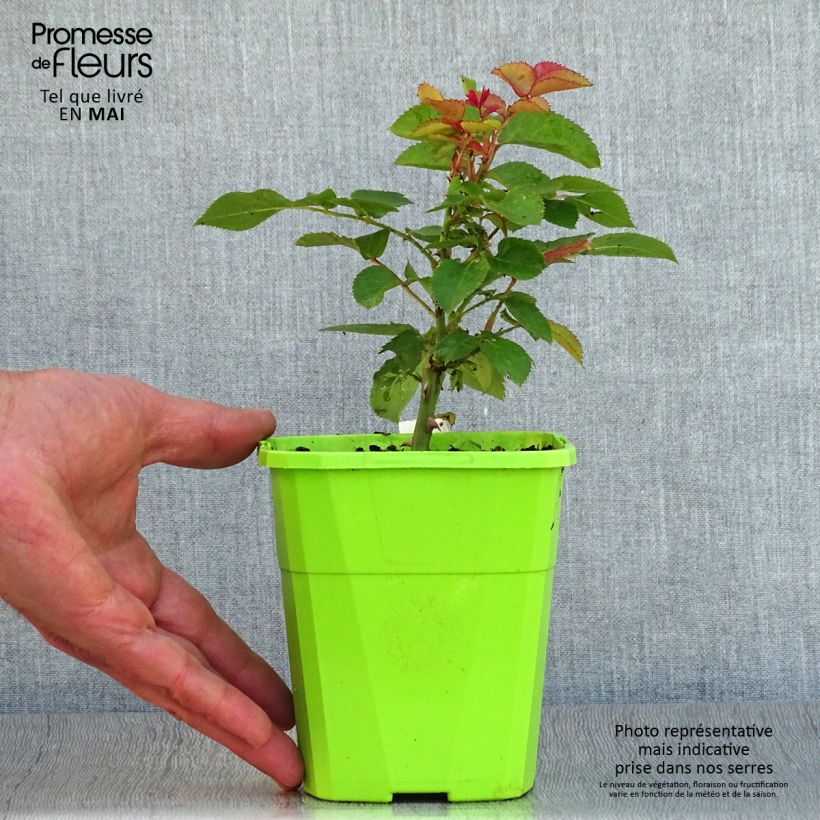 Example of Rosa polyantha PATIO ROSE Xenia Korpinka Vaso da 3L/4L as you get in printemps