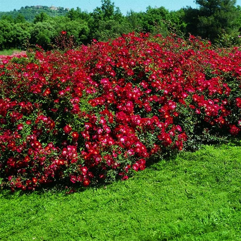Rosa polyantha Rouge Meillandécor (Plant habit)