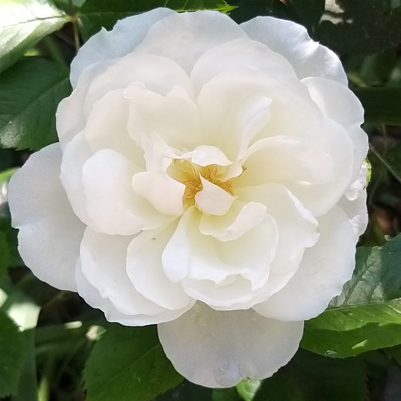 Rosa Princesse de Galles (Fioritura)