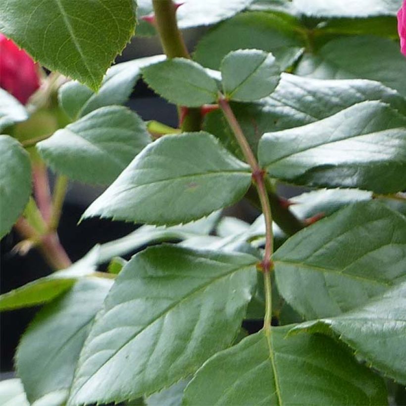 Rosa polyantha Red Leonardo da Vinci (Foliage)