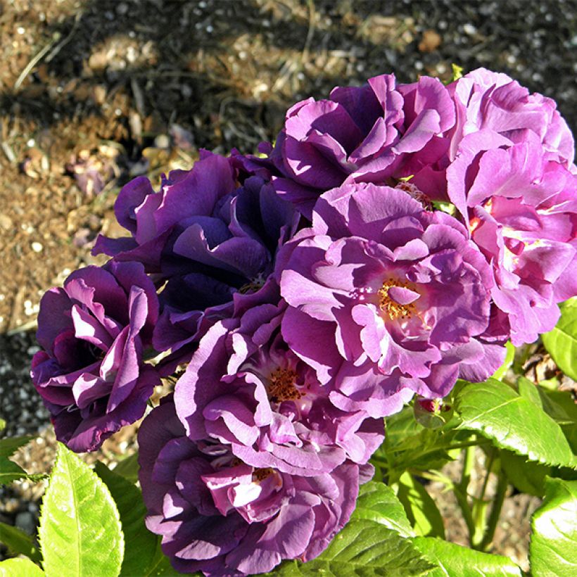 Rosa Floribunda Rhapsody In Blue (Flowering)