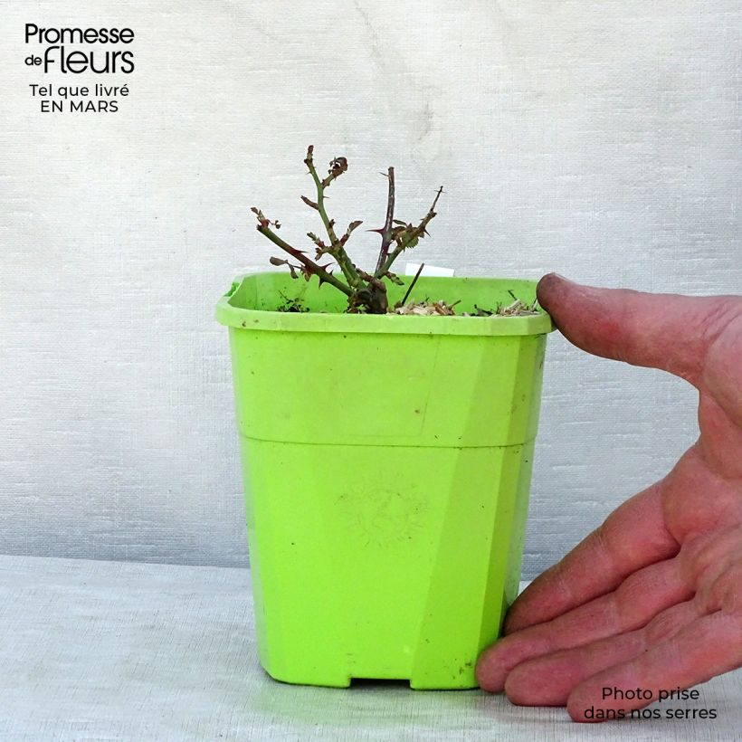 Example of Rosa tappezzante Black Forest Rose Vaso da 1,5L/2L as you get in printemps