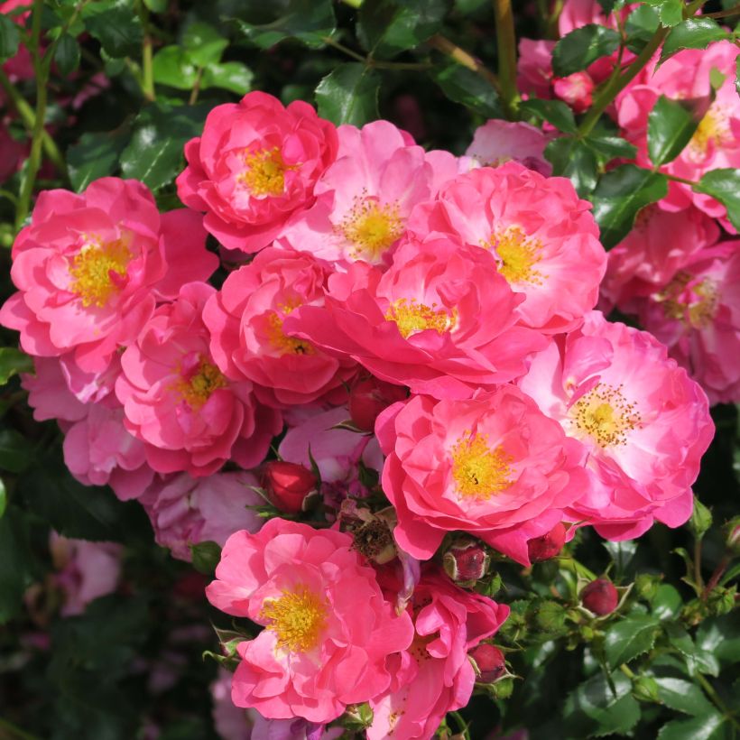 Rosa Rigo Rosen Hotline (Flowering)