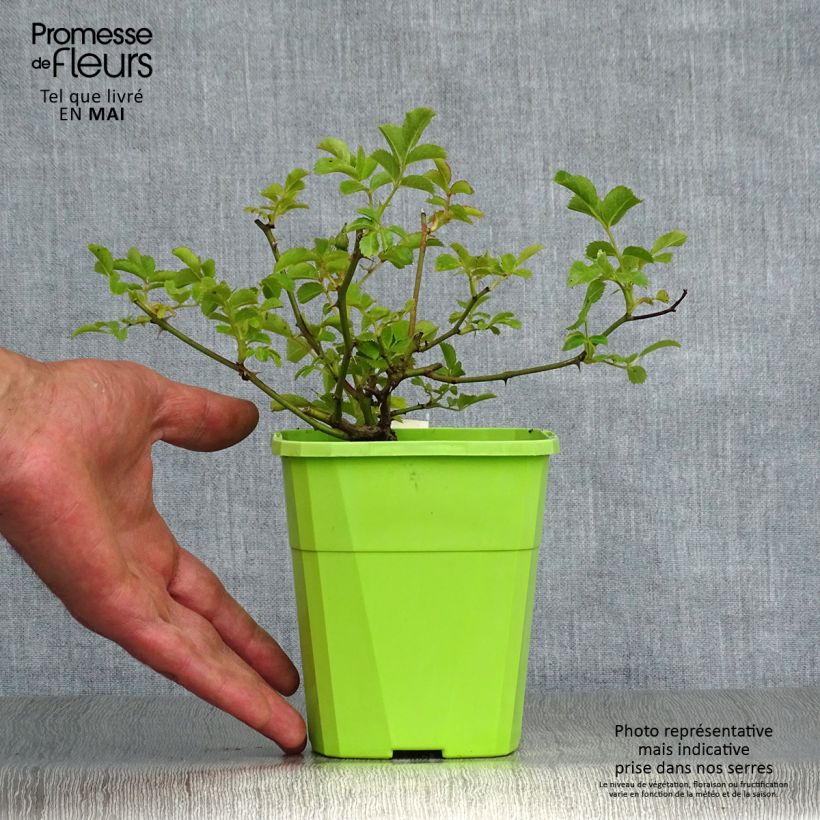 Example of Rosa Rigo Rosen Hotline Vaso da 3L/4L as you get in printemps