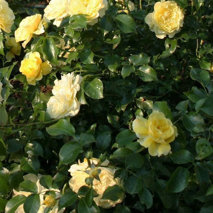 Rosa Rigo Rosen Solero (Fogliame)