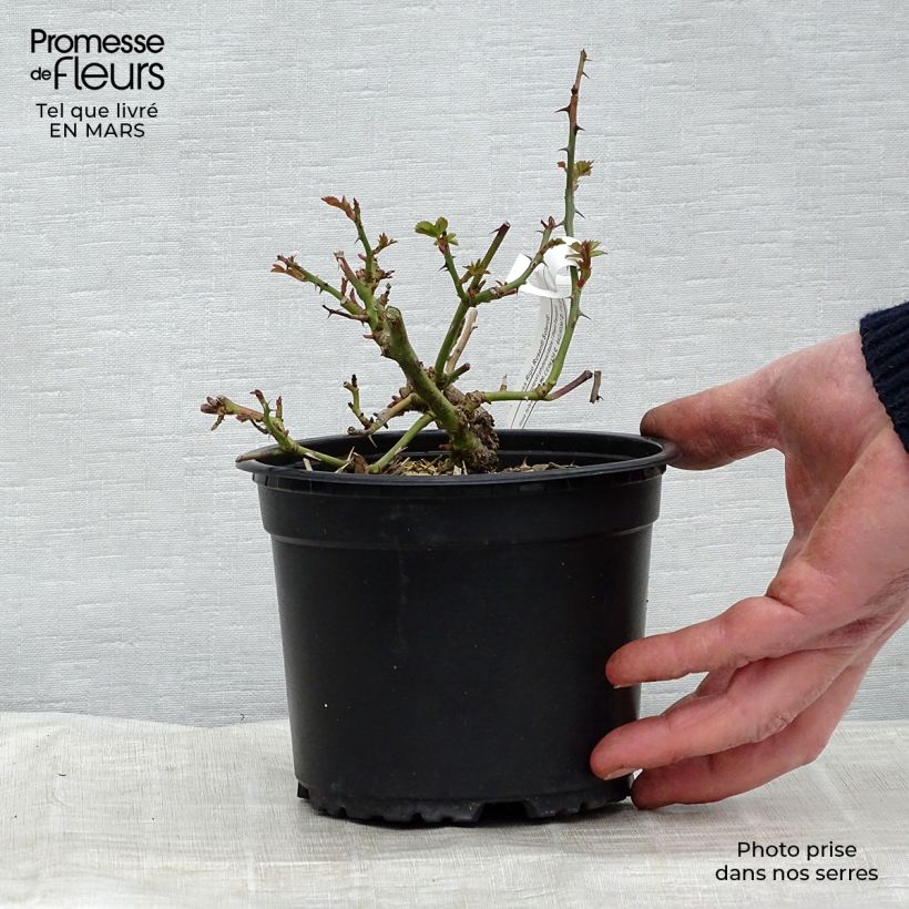 Rosa Rigo Rosen Solero Vaso da 3L/4L esemplare consegnato in primavera