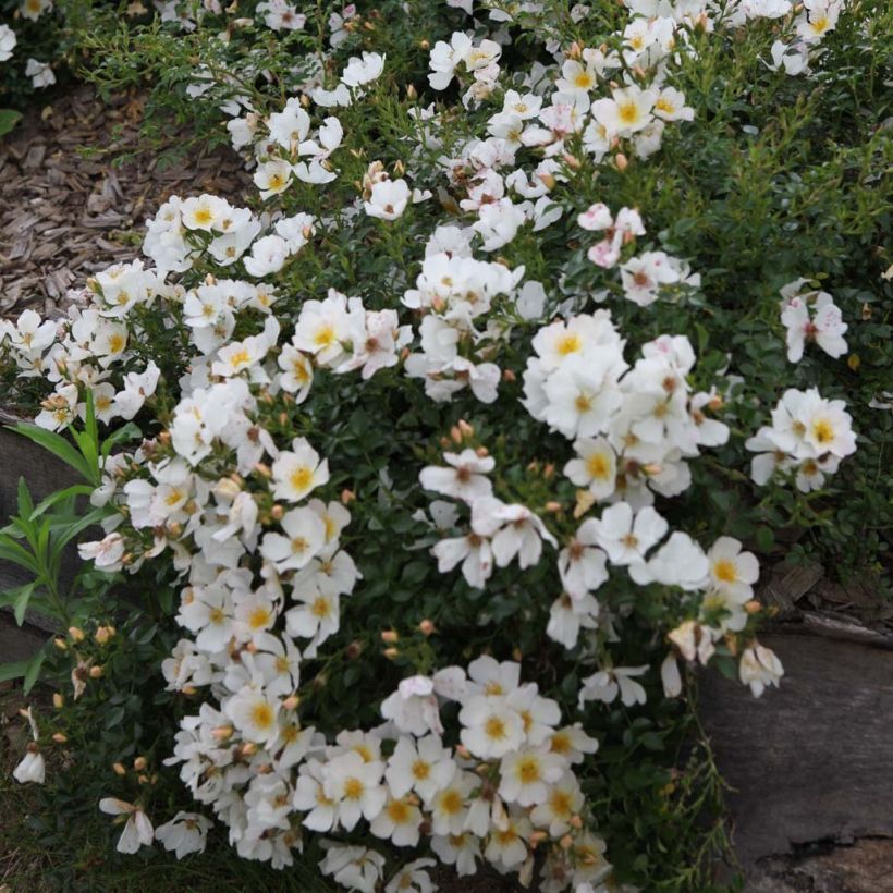 Rosa polyantha Rose du Soleil (Flowering)