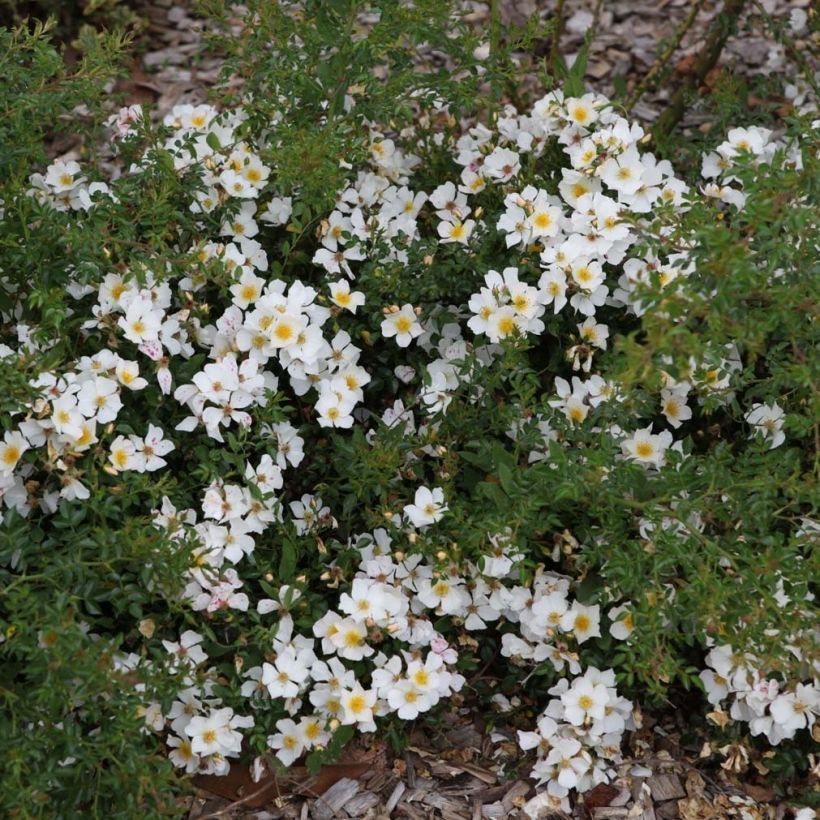 Rosa polyantha Rose du Soleil (Plant habit)