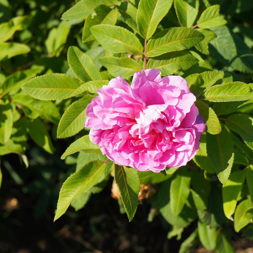 Rosa rugosa Thérèse Bugnet (Flowering)