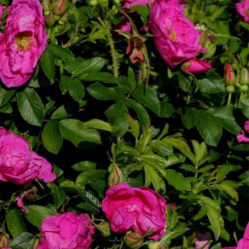 Rosa rugosa SAVORANOVA Smart Uhlrutida (Fogliame)