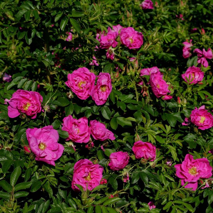 Rosa rugosa SAVORANOVA Smart Uhlrutida (Fioritura)