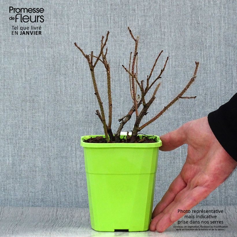 Rosa rugosa SAVORANOVA Smart Uhlrutida Vaso da 1,5L/2L esemplare consegnato in inverno