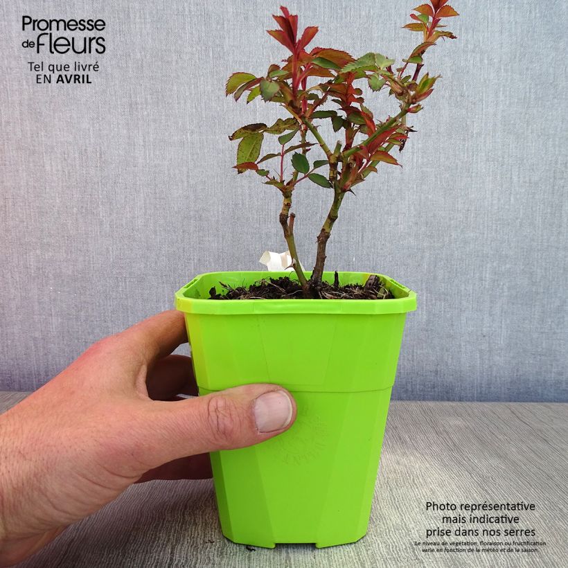 Example of Rosa persica See You In Red Vaso da 1,5L/2L as you get in printemps