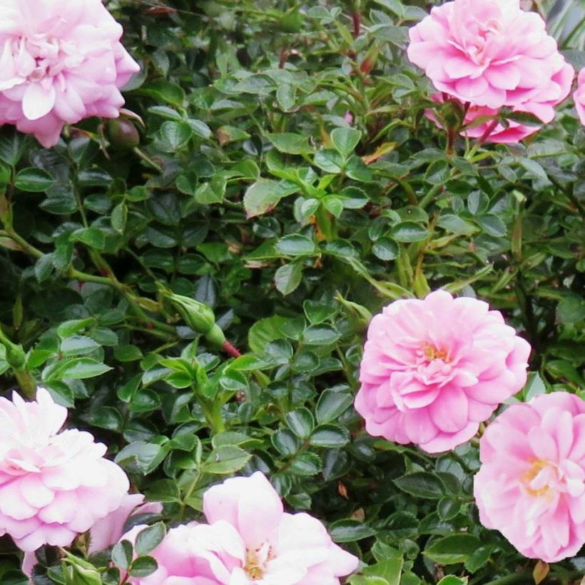 Rosa polyantha Sweet Knirps (Fogliame)