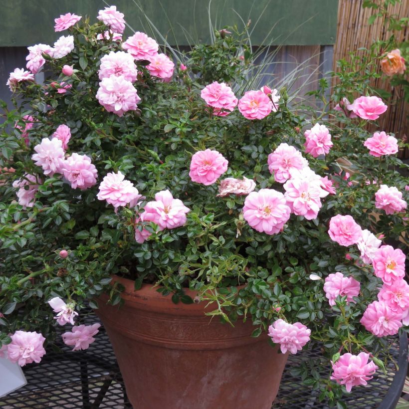 Rosa polyantha Sweet Knirps (Porto)