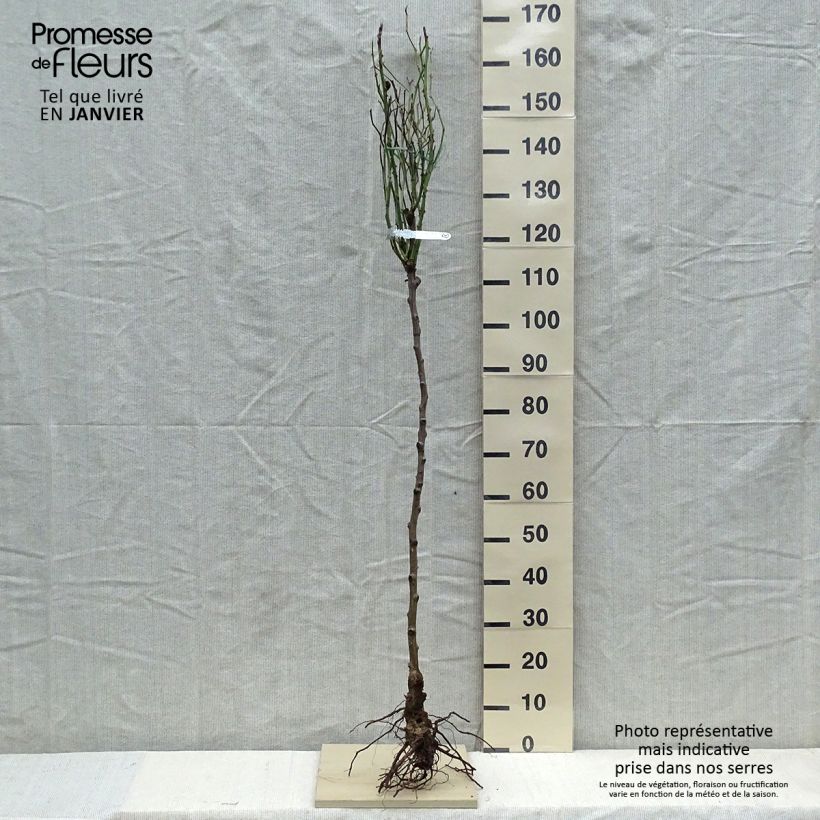 Example of Rosa ad alberello David Austin Claire Austin Piante piccole a radice nuda, Vaso impalcato as you get in hiver