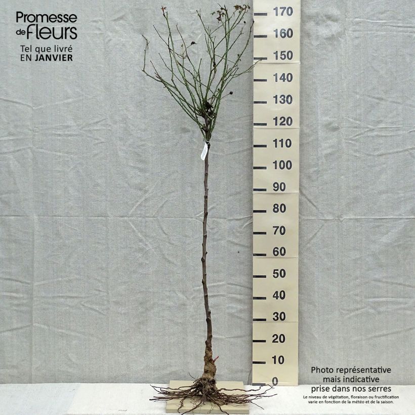 Rosa ad alberello David Austin Darcey Bussel Piante piccole a radice nuda, Vaso impalcato esemplare consegnato in inverno