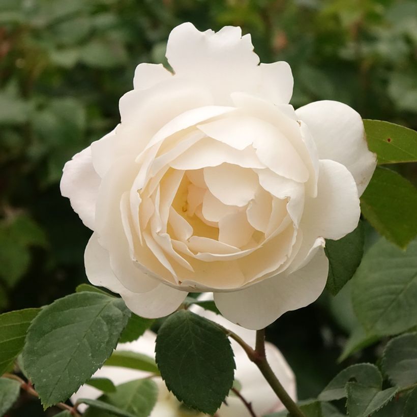 Rosa ad alberello David Austin Desdemona (Fioritura)