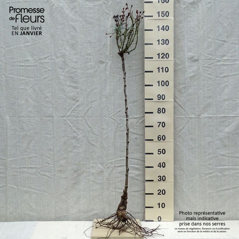 Rosa ad alberello David Austin Desdemona Piante piccole a radice nuda, Vaso impalcato esemplare consegnato in inverno