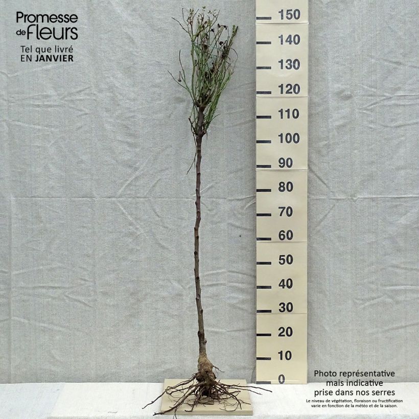 Rosa ad alberello David Austin Lady Of Shalott Piante piccole a radice nuda, Vaso impalcato esemplare consegnato in inverno