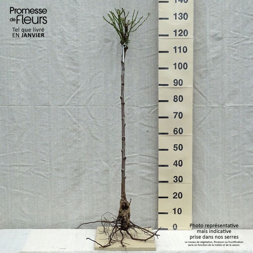 Example of Rosa ad alberello David Austin Olivia Rose Austin Piante grandi a radice nuda, Vaso impalcato as you get in hiver