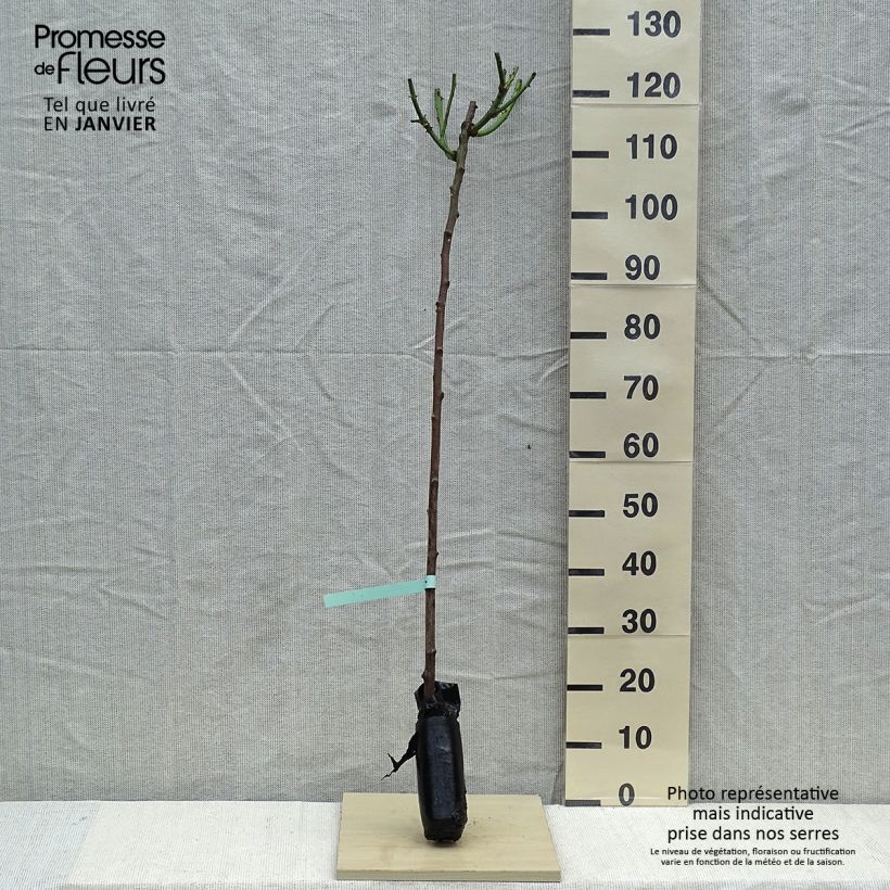 Rosa ad alberello Minerva Zolla a radice nuda, Vaso impalcato esemplare consegnato in inverno