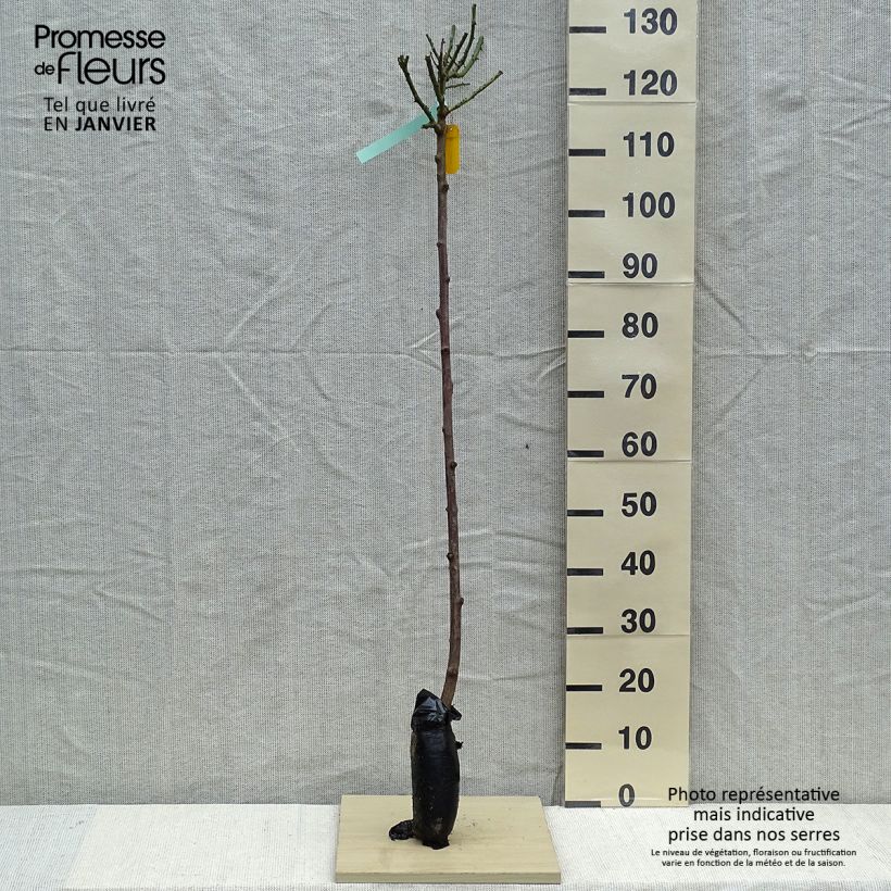 Example of Rosa ad alberello Nostalgie Zolla a radice nuda, Vaso impalcato as you get in hiver