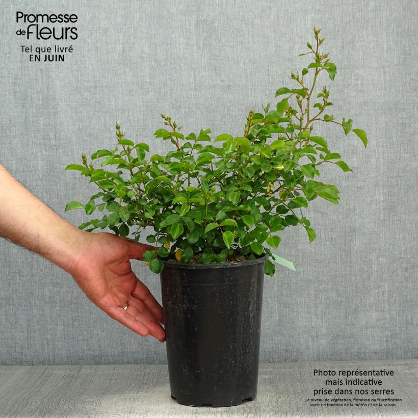 Example of Rosa polyantha Toscana / Gärtnerfreude Vaso da 3L/4L as you get in printemps