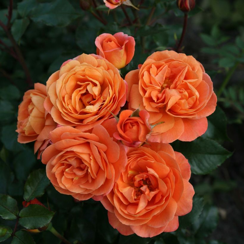 Rosa Urban Streetlight Phoenix (Flowering)