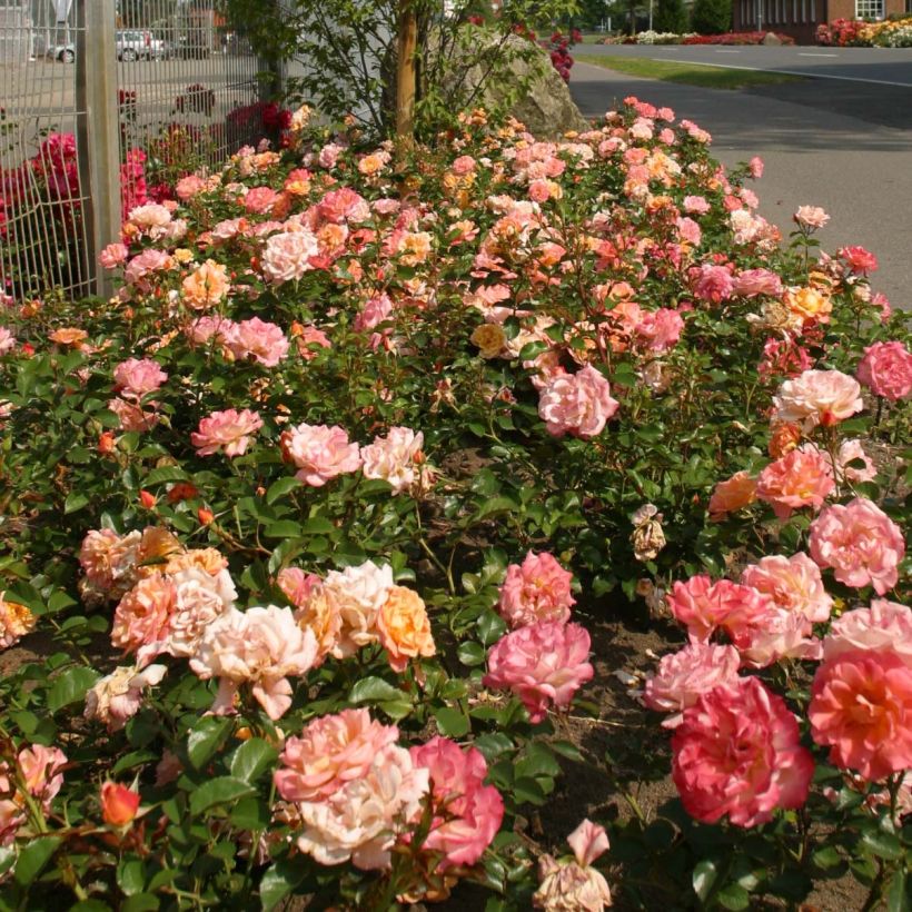 Rosa Urban Streetlight Rekord Cubana (Plant habit)
