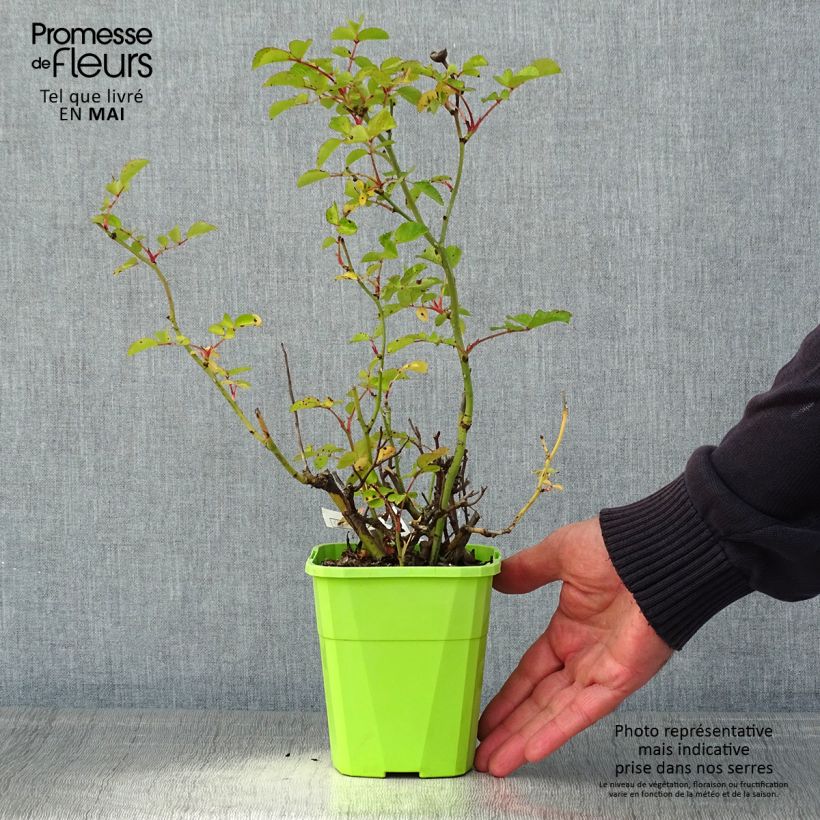 Example of Rosa Urban Streetlight Rekord Cubana Vaso da 3L/4L as you get in printemps